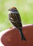 Chipping Sparrow